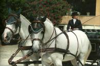 Carrozza con cavalli, Ristorante Molera, Banchetti nuziali | Cerimonie | Eventi